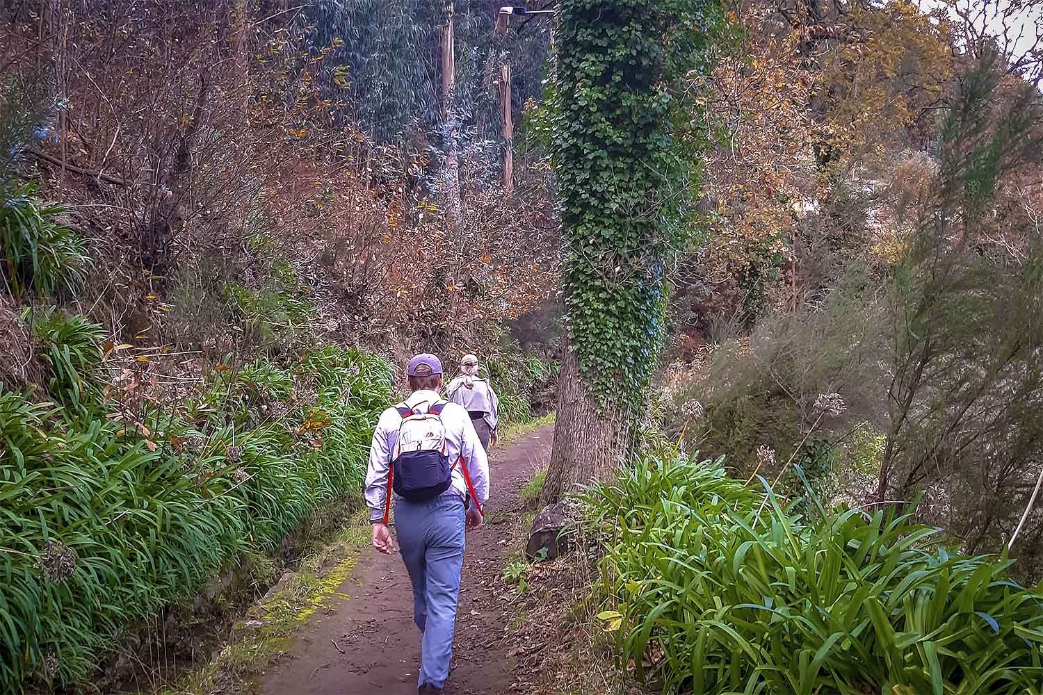 Levada da Serra do Faial – Camacha Walk